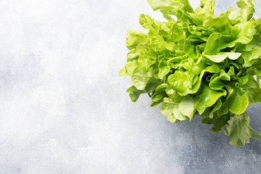 Taze yeşil meşe yaprağı. Boşluğu kopyalayan gri arkaplan.