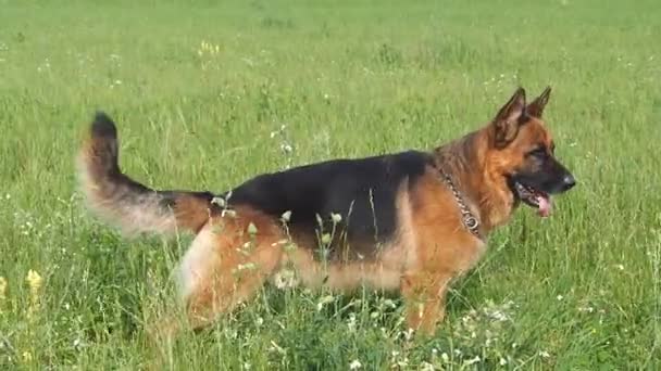 Deutscher Schäferhund ruht und geht im Freien auf einem Feld, — Stockvideo
