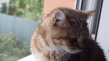 Evcil bir kedi pencere eşiğinde oturur ve pencereden dışarı bakar.