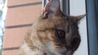 Evcil bir kedi pencere eşiğinde oturur ve pencereden dışarı bakar.