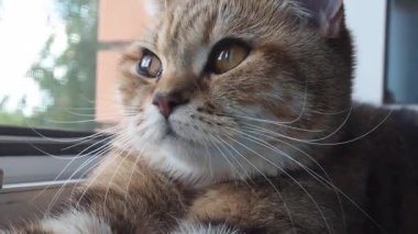 Evcil bir kedi pencere eşiğinde oturur ve pencereden dışarı bakar.