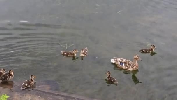 公園の池でアヒルが泳いでいるアヒル. — ストック動画