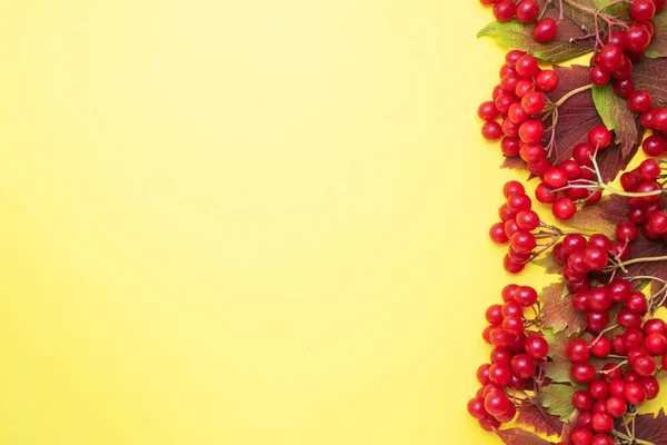 Red berries of fresh viburnum with leaves on a yellow background. Copy space. — Stock Photo, Image