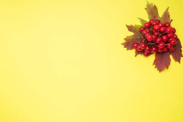 Rote Beeren von frischem Viburnum mit Blättern auf gelbem Hintergrund. Kopierraum. — Stockfoto
