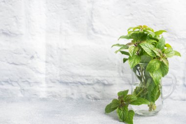 Fotokopi alanı olan gri arkaplandaki bir bardakta taze nane aroması.