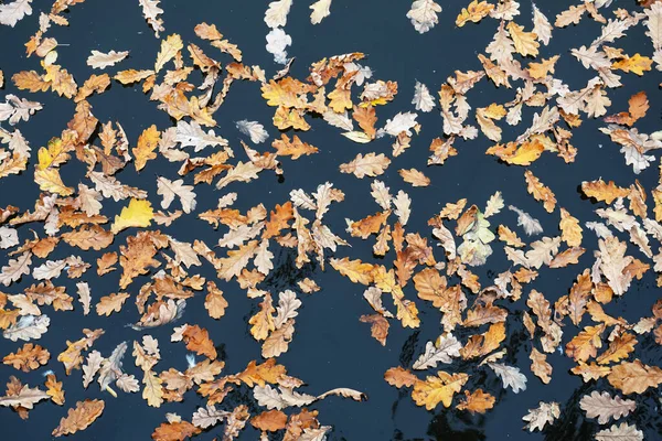Gelbe abgefallene Eichenblätter auf der Wasseroberfläche des Sees. Natürliches Herbstmuster. — Stockfoto