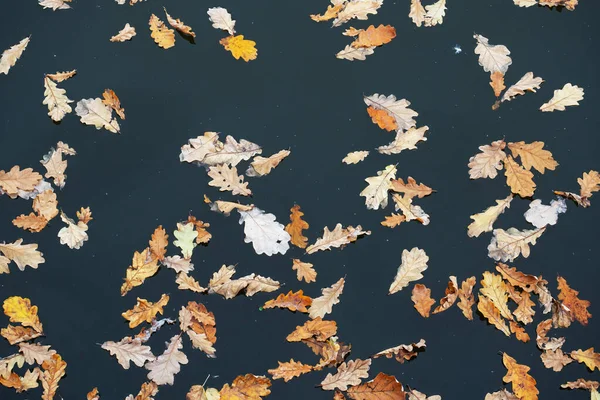 Gelbe abgefallene Eichenblätter auf der Wasseroberfläche des Sees. Natürliches Herbstmuster. — Stockfoto