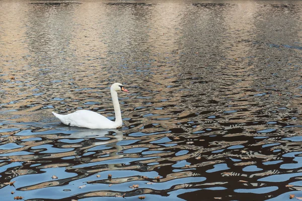 I cigni bianchi nuotano nel lago nel parco autunnale. — Foto Stock