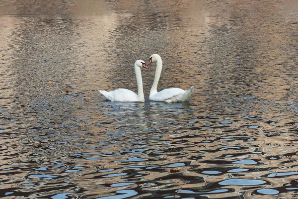 I cigni bianchi nuotano nel lago nel parco autunnale. — Foto Stock