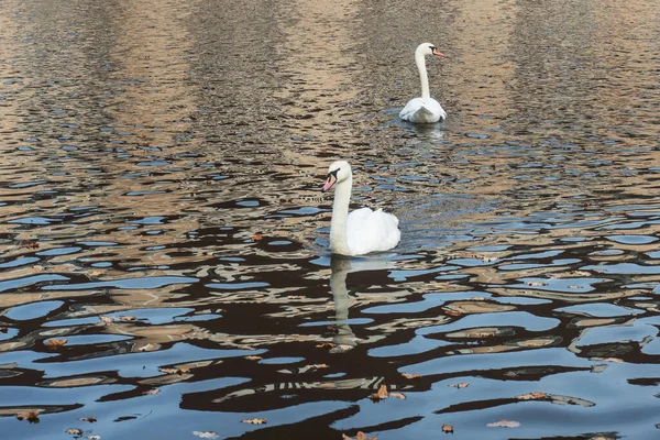 I cigni bianchi nuotano nel lago nel parco autunnale. — Foto Stock