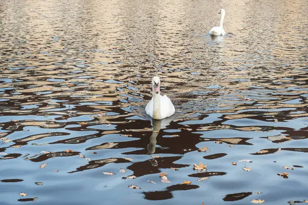 I cigni bianchi nuotano nel lago nel parco autunnale. — Foto Stock