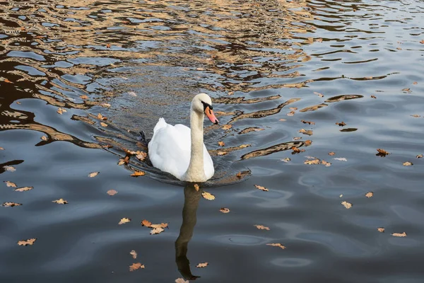 I cigni bianchi nuotano nel lago nel parco autunnale. — Foto Stock