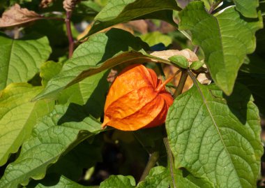 yeşil yaprakların arasında turuncu fenerler..