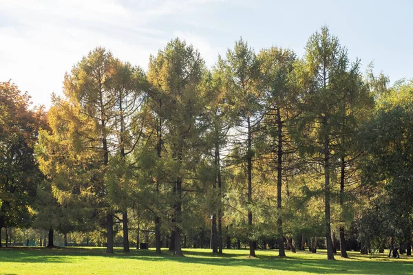 Podzim ve městě Park, stromy ve žlutém listoví — Stock fotografie