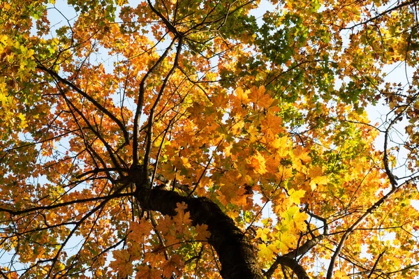 Pozadí zlatých podzimních javorových listů, koruny stromů. — Stock fotografie
