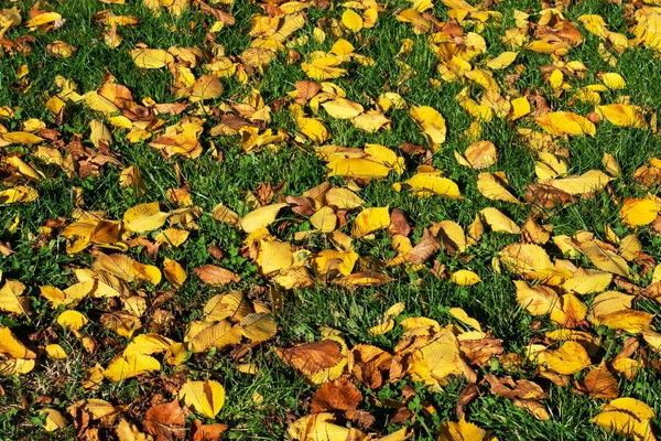 Hintergrund: Herbstorangefarbene Blätter auf dem Boden. — Stockfoto