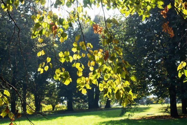 Podzim ve městě Park, stromy ve žlutém listoví — Stock fotografie