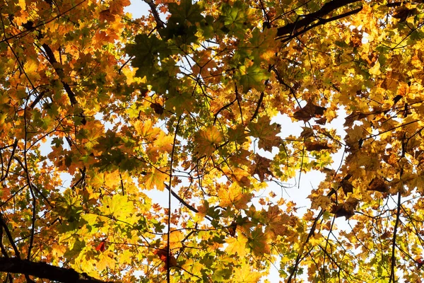 Pozadí zlatých podzimních javorových listů, koruny stromů. — Stock fotografie