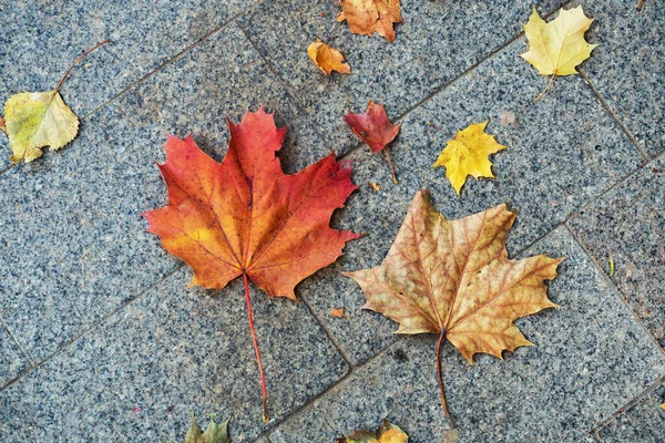 Sfondo da autunno acero foglie d'arancio a terra. — Foto Stock