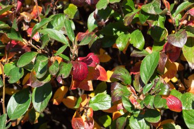 Bush 'un yeşil ve kırmızı yapraklarından oluşan canlı bir çit. Doğal doku.