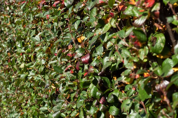 Cerca viva de folhas verdes e vermelhas do Bush. Textura natural — Fotografia de Stock