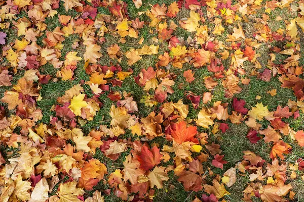 Hintergrund aus Herbst-Ahornblättern auf dem Boden. — Stockfoto