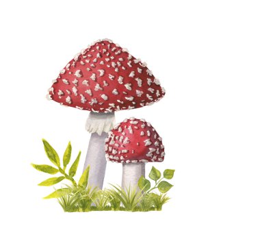 İki suluboya kırmızı başlıklı sinek yeşil çimlerde uçuyor. Elle çizilmiş zehirli mantarlar, kırmızı başlıklarda noktalar ve beyazda izole edilmiş gri dikişler. Tehlikeli amanita muscaria ormanlarda ve ormanlarda yetişir.. 
