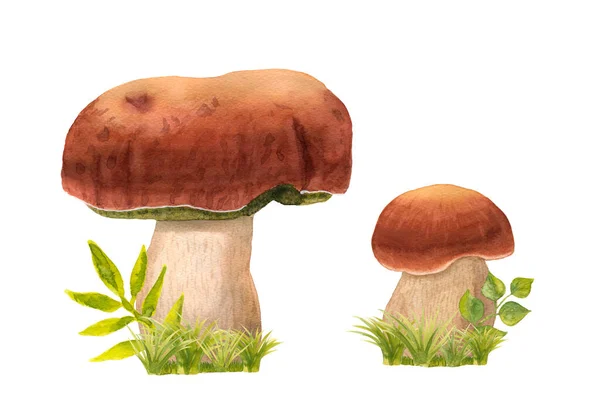 A group of hand-drawn watercolor ceps with grass. Edible mushrooms with a brown hat and a white stipe with green herbs. Wild forest boletus porcini isolated on white. Suitable for logo, menu, textile — Stock Photo, Image