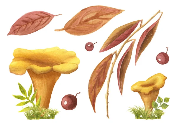 Set chanterelles lukisan tangan Watercolor dengan rumput dan daun musim gugur dan buah terisolasi di atas putih. Kuning merah dan oranye koleksi hutan liar jamur pada tanaman hijau dan daun dan ranting — Stok Foto