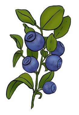 Böğürtlenin sadece renkli dalları beyaza izole edilmiş. 