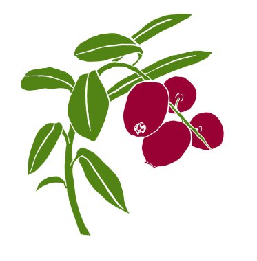 İnek üzümünün elle çizilmiş ana hatları basitçe renklendirilmiş. Beyaz arkaplanda yaban mersini resmi var. Yeşil yapraklı, ana hatları olmayan kırmızı olgun tilki dalı. 