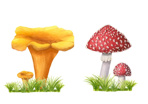Set of watercolor chanterelles and redcap fly agarics with grass isolated on white. Wild forest mushrooms composition on green herbs. Image of edible golden cantharellus and poisonous amanita muscaria — Stock Photo, Image