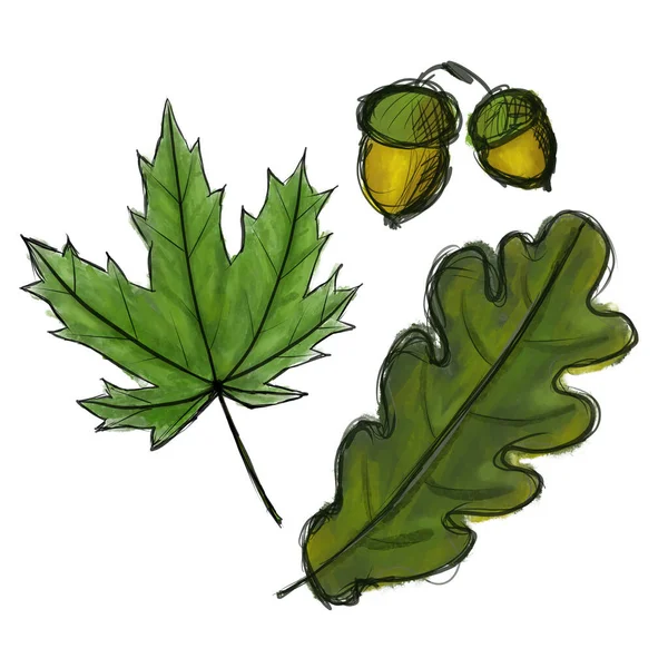 准备好了数码素描枫树和橡木叶和橡果。黑色的涂鸦轮廓和绿色的叶子，黄色的坚果与帽子隔离在白色。带有污渍的深色和浅色模仿水彩画. — 图库照片