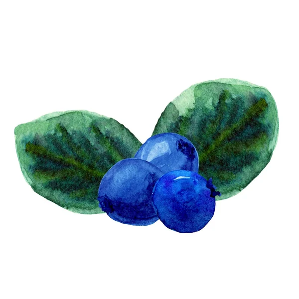 Komposisi warna air daun dan beri blueberry. Bilberry biru digambar dengan tangan. Hutan liar yang matang dan buah liar dan daun hijau terisolasi. untuk logo, kartu nama, menu, kosmetik. — Stok Foto