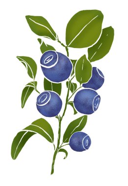 Yabanmersininin elle çizilmiş dalı sadece renklendirilmiş. Böğürtlen bembeyaz arka planda izole edilmiş. Yeşil yapraklı bir demet mavi olgun yaban mersini. Meyve, yeşillik. 