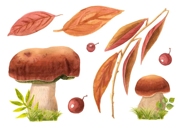 Conjunto de ceps aquarela desenhados à mão com grama e folhas de outono. Cogumelos comestíveis em ervas verdes, folhagem vermelha em galho e bagas. Floresta selvagem boletus porcini isolado em branco. Logotipo, menu têxtil — Fotografia de Stock