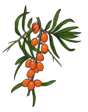 Olgun bir deniz dikenli dalın görüntüsü. Sandthorn 'un el çizimi basitçe renklendirilmiş hali. Turuncu böğürtlen ve yeşil deniz ürünleri. Beyaz arka planda siyah çizgiler var.. 