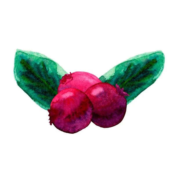 Komposisi warna air daun dan beri cowberry. Cranberry merah digambar dengan tangan. Buah hutan liar segar dan daun hijau yang matang terisolasi. Cocok untuk logo, kartu nama, menu, kosmetik. — Stok Foto