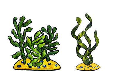 Beyazın üzerinde izole edilmiş iki ot grubunun suluboya çizimi. Yeşil yosunlar, taşlı sarı kum perdesi üzerinde. Siyah özet. Su bitkileri akvaryumda, nehirde, denizde, okyanusta, gölde yetişir..