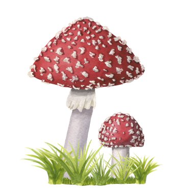 Beyaz arka planda izole edilmiş çimenler üzerinde bir grup suluboya sinek agariği 