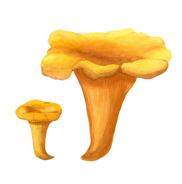 Set di due finferli disegnati a mano ad acquerello isolati su sfondo bianco. Immagine gialla e arancione dei funghi selvatici della foresta. Immagine di cantarello dorato commestibile. Adatto per menu e ricetta. — Foto Stock