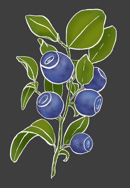 Hand-drawn white outline of branch of blueberry simply colored. Illustration of bilberry isolated on gray background. Bunch of blue ripe huckleberry with green leaves. Fruit, foliage 