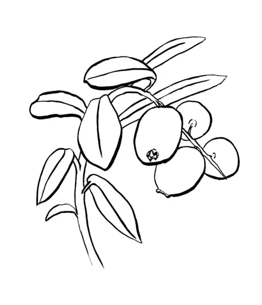 Esboço desenhado à mão de mirtilo. Ramo de cowberry com folhas e bagas isoladas no fundo branco. Gráfico linha preta arte foxberry imagem . — Fotografia de Stock