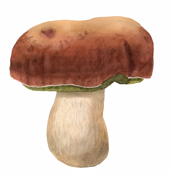 Un primo piano di un acquerello disegnato a mano cep. Fungo commestibile con cappello marrone e gambo bianco. Foresta selvatica porcino porcino isolato su bianco. Adatto per logo, menu, tessile — Foto Stock