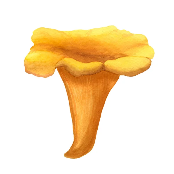 Een illustratie van aquarel met de hand getekende cantharellen geïsoleerd op wit. Geel en oranje beeld van wilde bospaddenstoel. Afbeelding van eetbare gouden cantharellus. Geschikt voor menu en recept. — Stockfoto