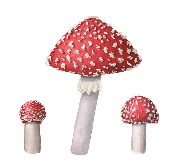 Ensemble d'aquarelle rouge mouche agarics. Champignons vénéneux dessinés à la main avec des points sur les chapeaux rouges et anneau sur stipe gris isolé sur fond blanc. L'amanita muscaria dangereuse pousse dans les bois et les forêts. — Photo