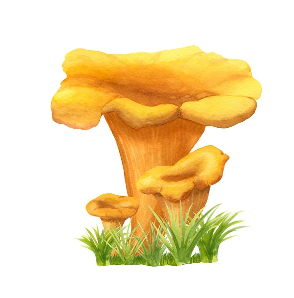 Groupe de trois chanterelles dessinées à la main à l'aquarelle avec herbe isolée sur fond blanc — Photo