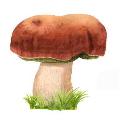 Çimenli, elle çizilmiş suluboya bir sepet. Kahverengi şapkalı yenilebilir mantar ve yeşil çimenli beyaz dikenli. Vahşi orman boletus porcinosu beyazın üzerinde izole edilmiş. Logo, menü ve tekstil için uygun