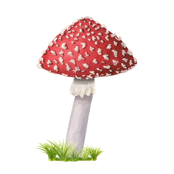 Een aquarel roodkapje vliegt agarisch op groen gras. Met de hand getrokken giftige paddenstoel met stippen op rode dop en ring op grijze stipe geïsoleerd op wit. Gevaarlijke amanita muscaria groeit in bossen en bossen. — Stockfoto