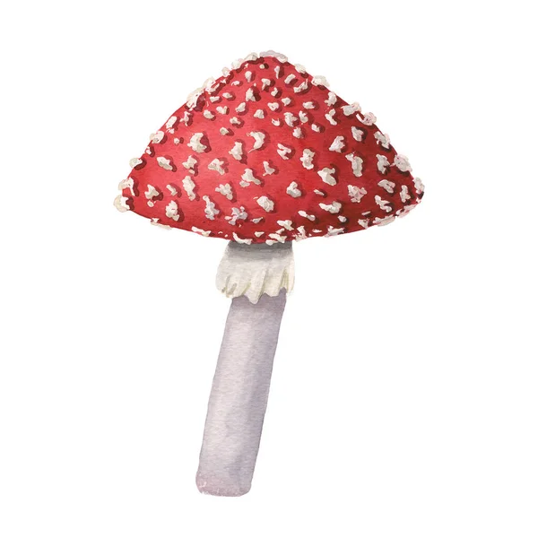 Um vermelho aquarela voar agaric. Cogumelo venenoso desenhado à mão com pontos na tampa vermelha e anel no estipe cinzento isolado no branco. Perigosa amanita muscaria cresce em florestas e florestas. — Fotografia de Stock